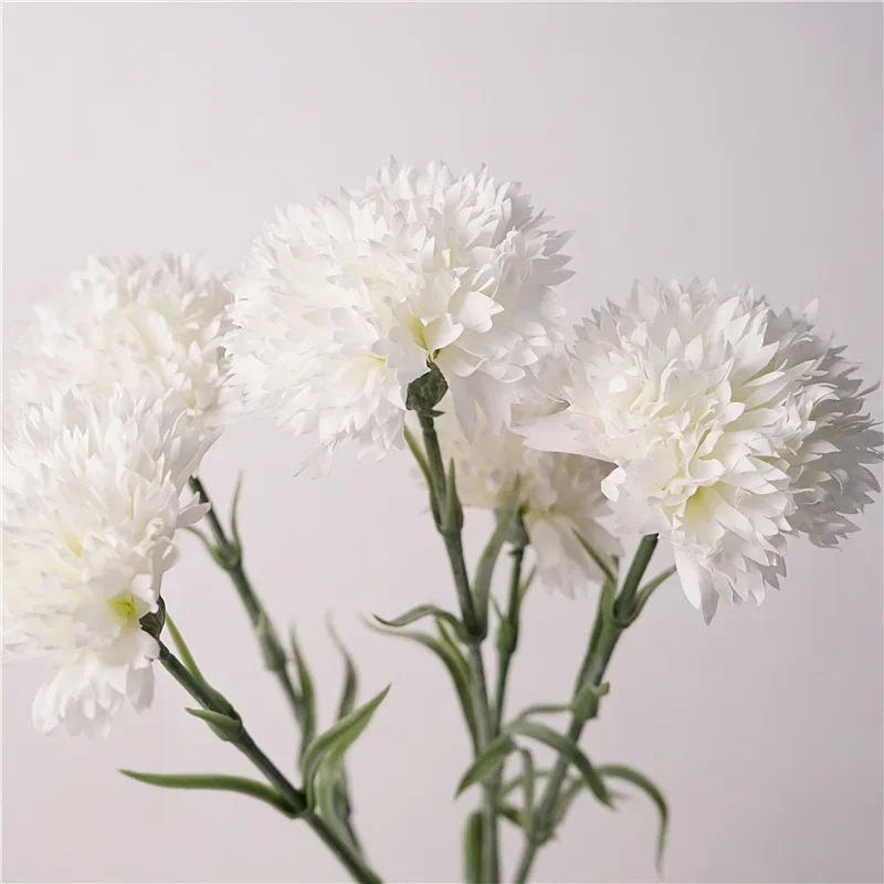 carnation